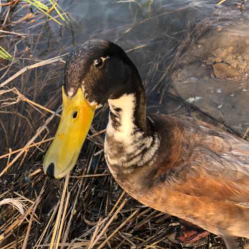 Duck at Memory Lake